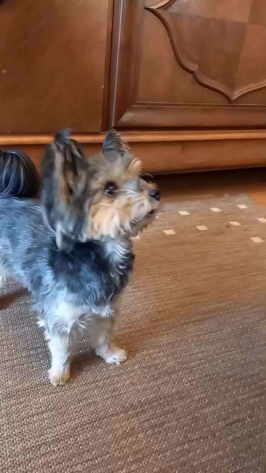 Trickchallenge Nr. 85   ,,Schau rein,,-Beitrag-Bild