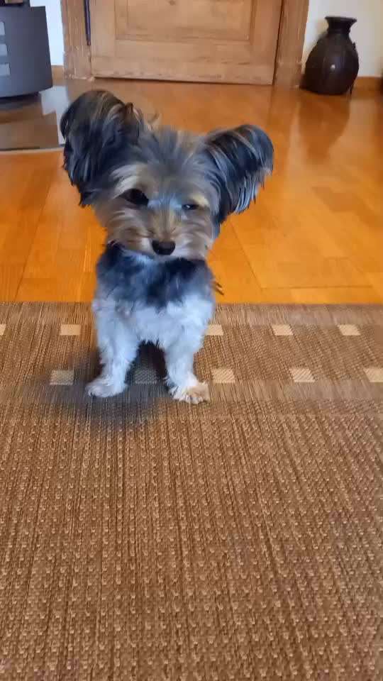 Trickchallenge - ich packe meinen 6. Koffer-Beitrag-Bild