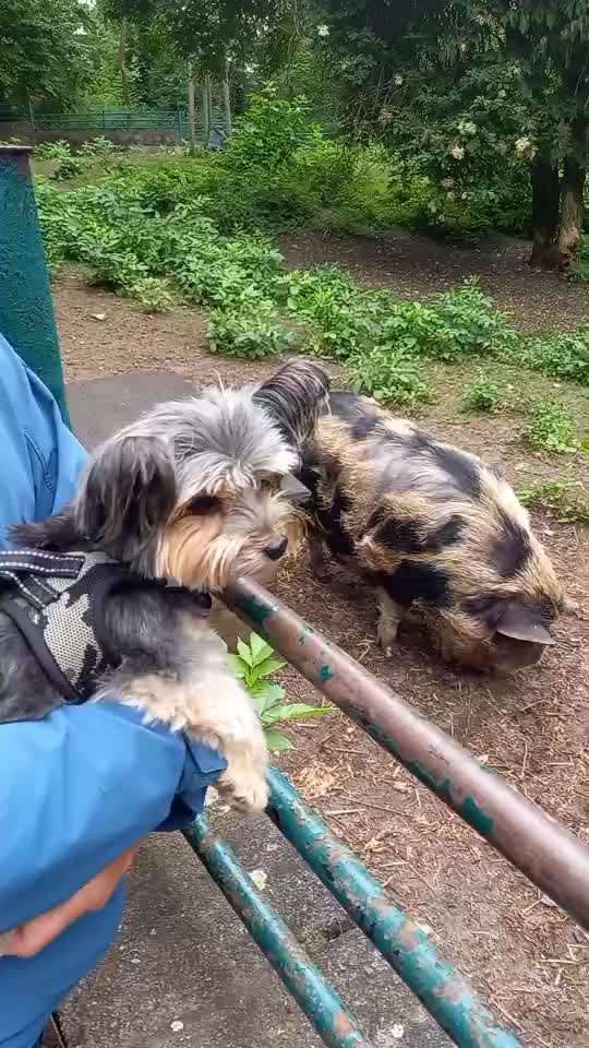 35. Impulskontrollübung "Kontakt mit anderen Tieren"-Beitrag-Bild