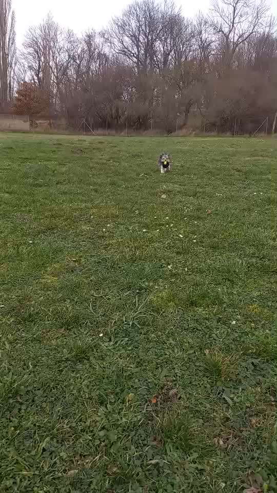 45. Tricktraining - Apportieren-Beitrag-Bild