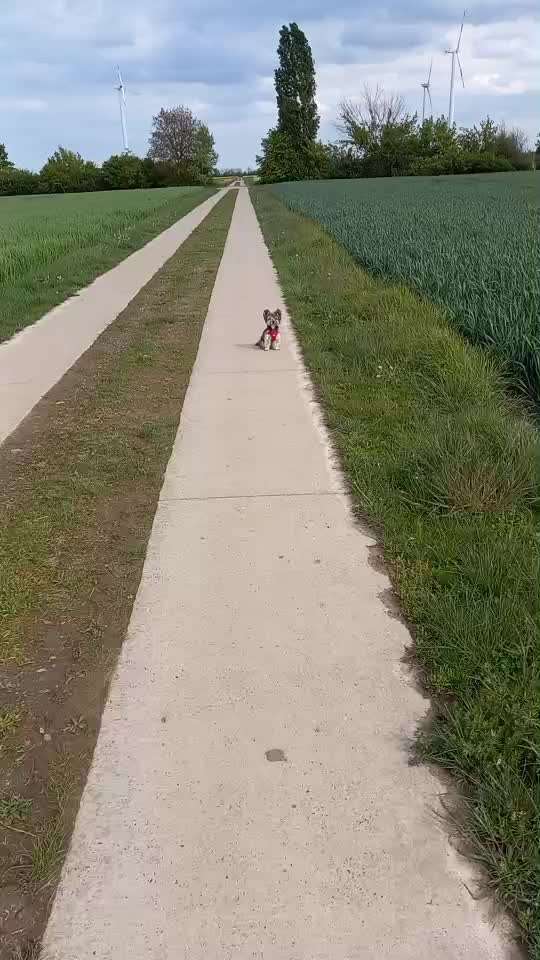 33 .Impulskontroll Übung " Abruf vom Reiz "-Beitrag-Bild