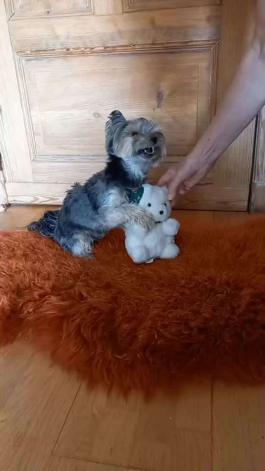 52. Gemeinsames Tricktraining: Umarmen-Beitrag-Bild