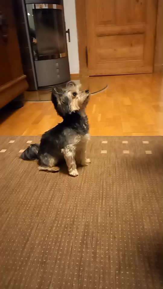 Trick Spiel - ich packe meinen 7. Koffer-Beitrag-Bild