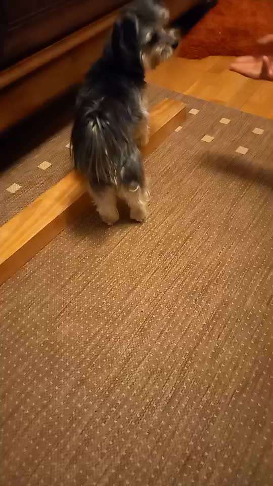 65. Gemeinsames Tricktraining: Rückwärts auf Gegenstand-Beitrag-Bild