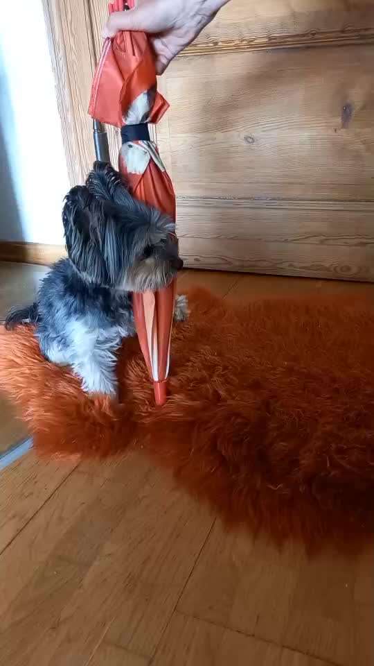 52. Gemeinsames Tricktraining: Umarmen-Beitrag-Bild