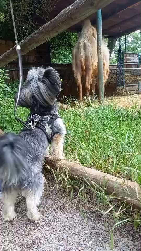 57. Impulskontrollchallenge (Zweiter Anlauf): Tiere beobachten-Beitrag-Bild