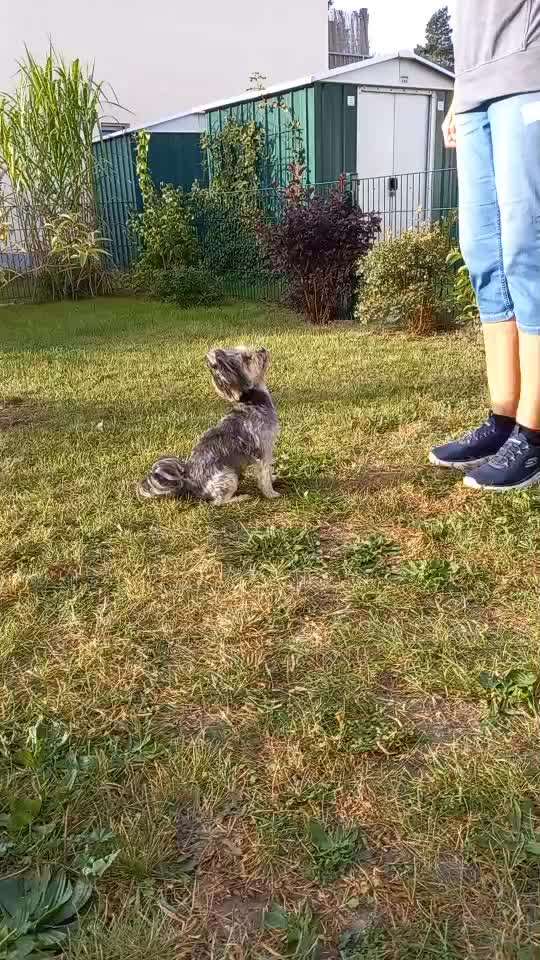 Trickchallenge - ich packe meinen 4. Koffer-Beitrag-Bild