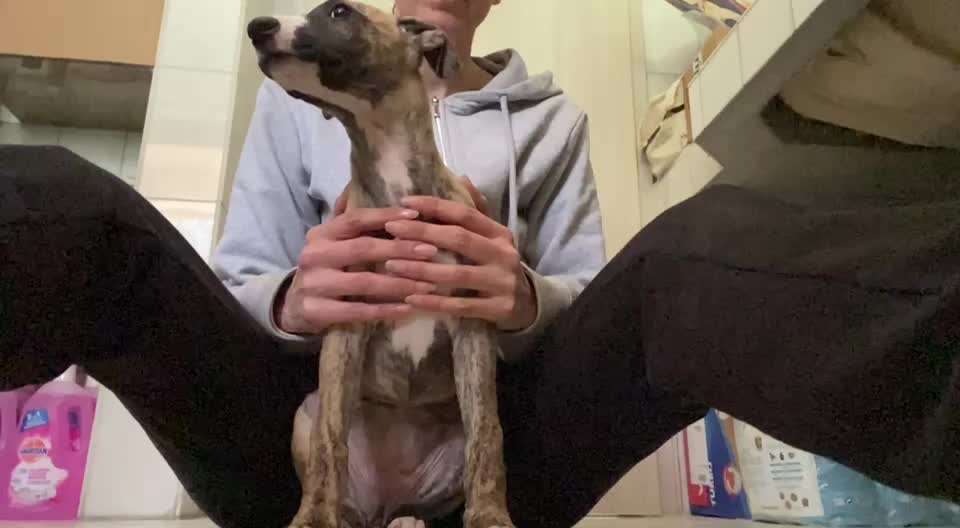 Hund kommt kaum zur Ruhe-Beitrag-Bild