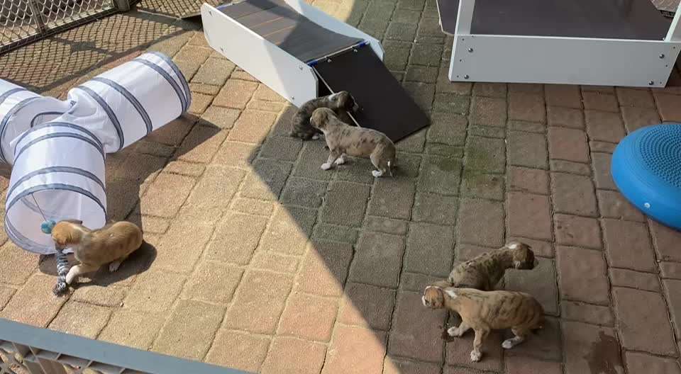 Windhunde - Treffen der besonderen Schönheiten
HERZLICH WILLKOMMEN-Beitrag-Bild