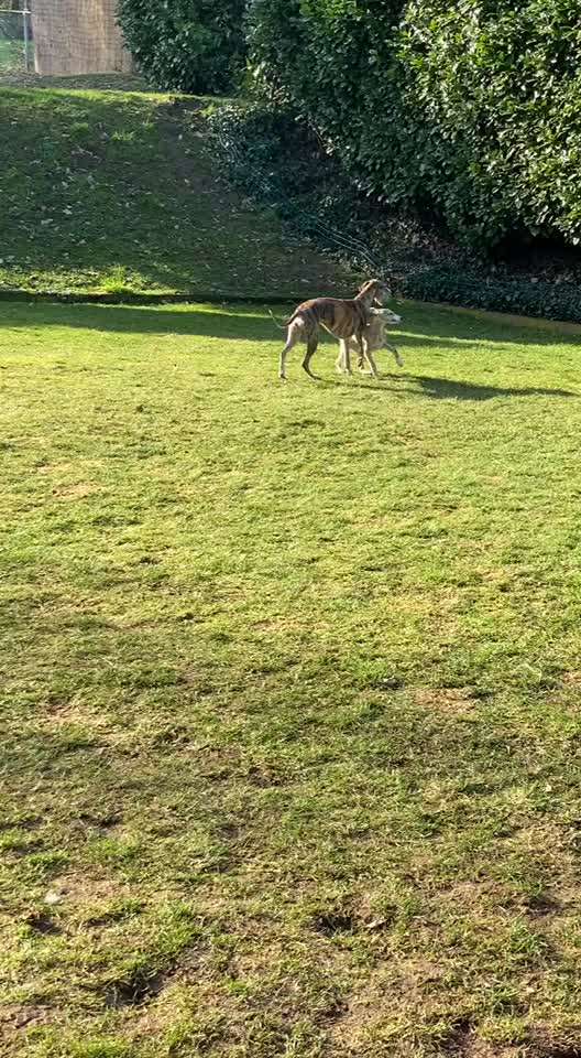 Analyse & Interpretation von Verhalten-Beitrag-Bild