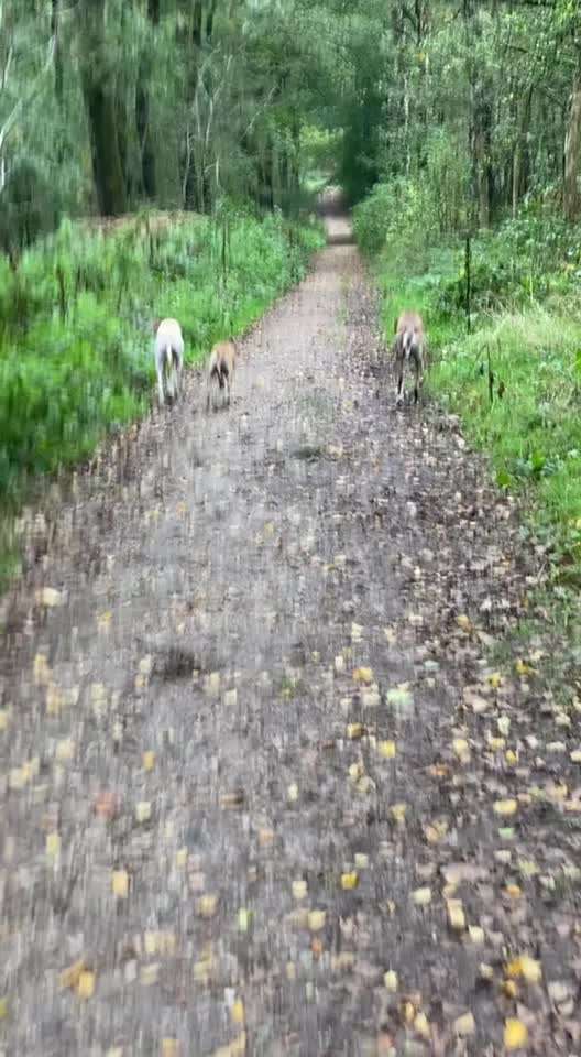 Windhunde - Treffen der besonderen Schönheiten
HERZLICH WILLKOMMEN-Beitrag-Bild