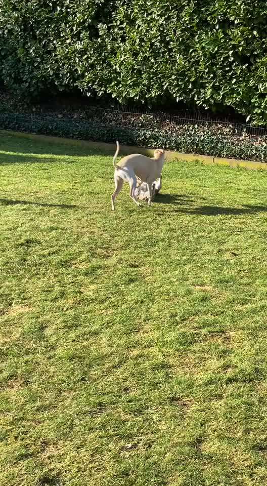 Analyse & Interpretation von Verhalten-Beitrag-Bild