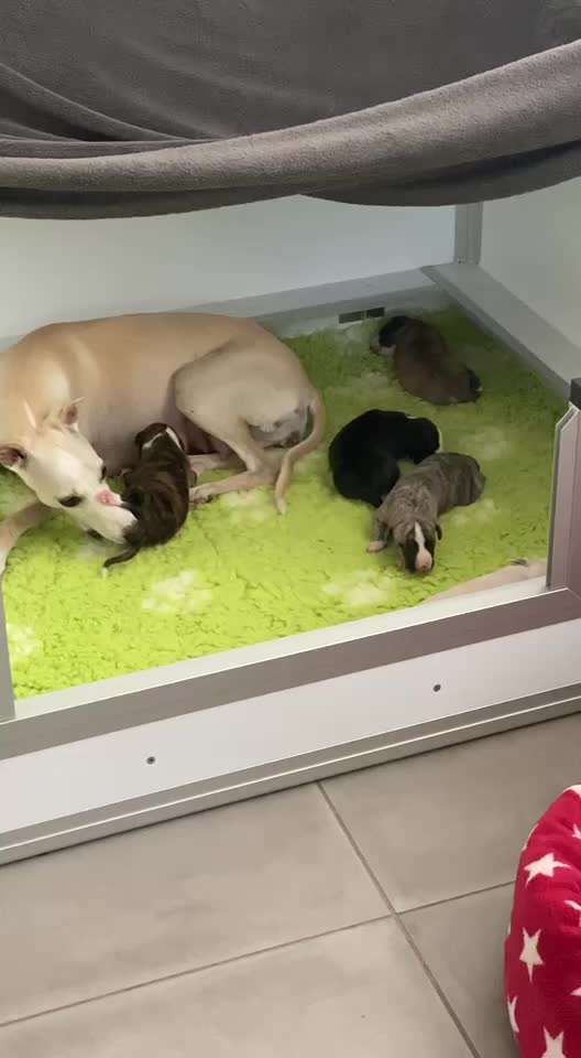 Alles rund um den Schäferhund, diskutieren erwünscht.-Beitrag-Bild