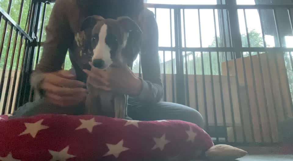 Tipps und Tricks für alle Erst-Welpenbesitzer-Beitrag-Bild