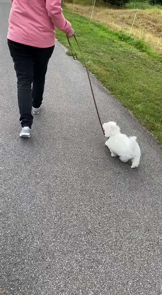 welpe geht nicht an der leine-Beitrag-Bild