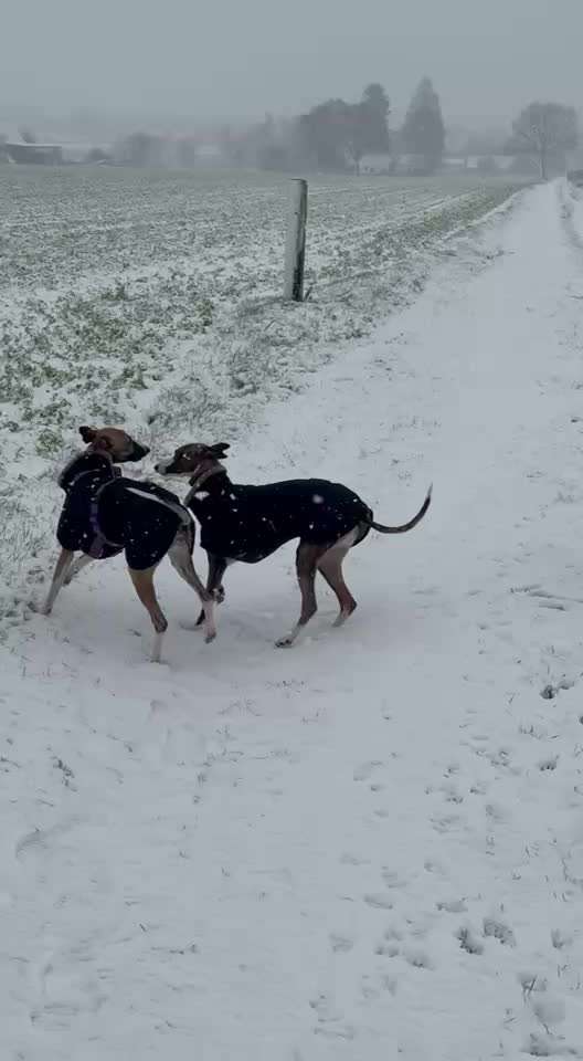 Windhunde - Treffen der besonderen Schönheiten
HERZLICH WILLKOMMEN-Beitrag-Bild