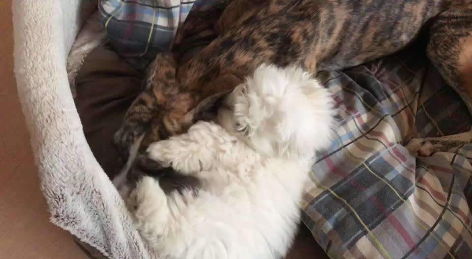 Tipps und Tricks für alle Erst-Welpenbesitzer-Beitrag-Bild