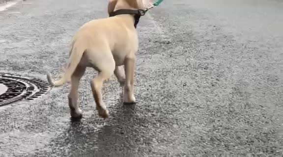 welpe geht nicht an der leine-Beitrag-Bild