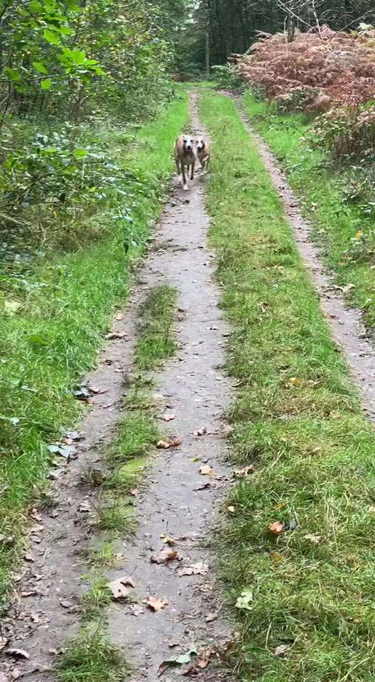 Windhunde - Treffen der besonderen Schönheiten
HERZLICH WILLKOMMEN-Beitrag-Bild