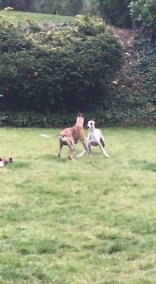 Analyse & Interpretation von Verhalten-Beitrag-Bild