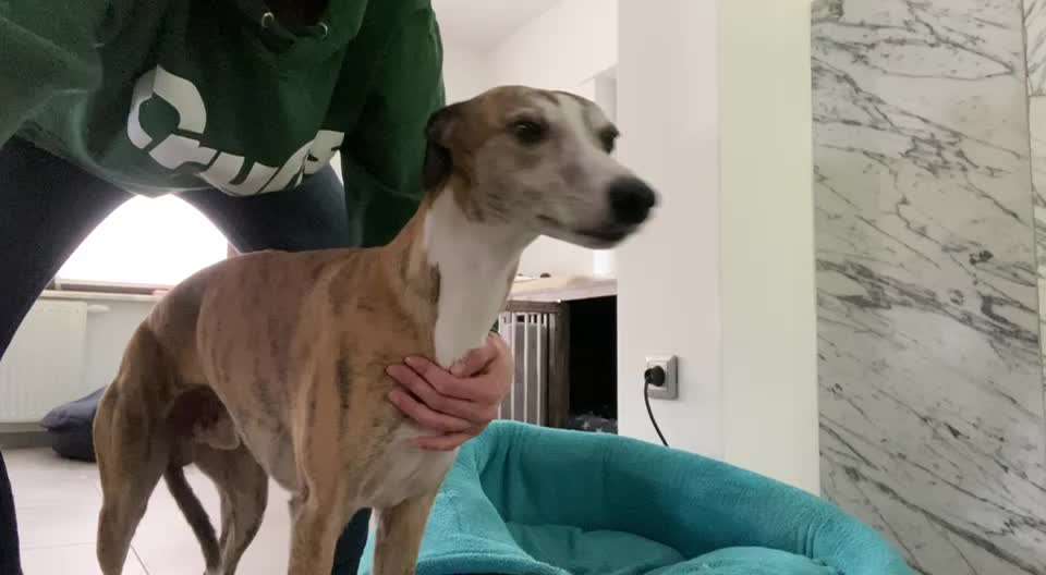 Wie habt ihr eurem Hund das Ruhigbleiben beim Krallenschneiden beigebracht?-Beitrag-Bild