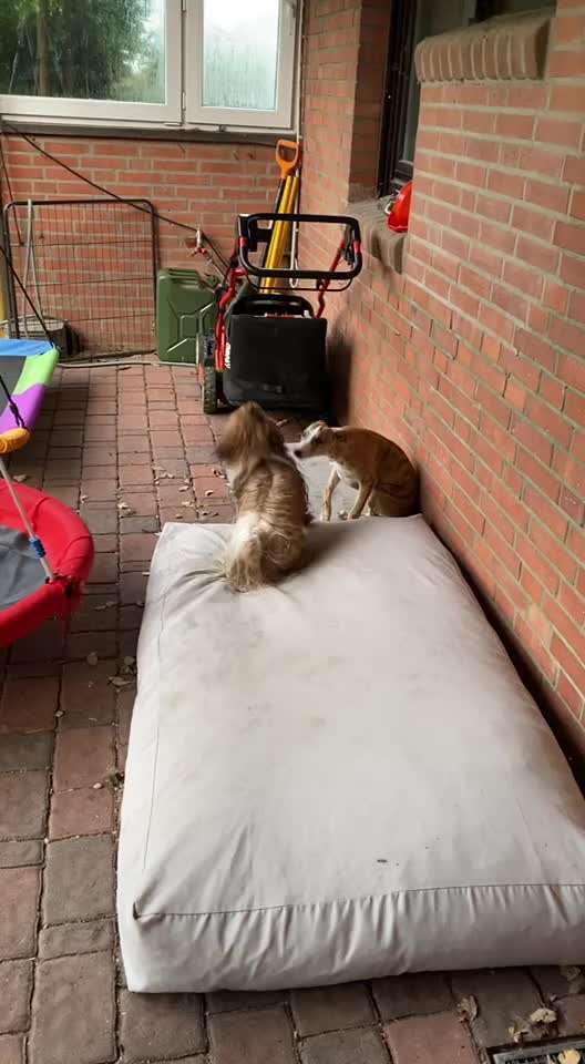 Tipps und Tricks für alle Erst-Welpenbesitzer-Beitrag-Bild