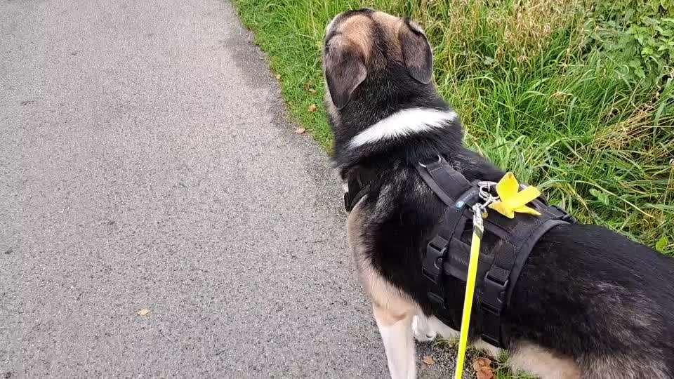 Freddys Kummerkasten-Beitrag-Bild