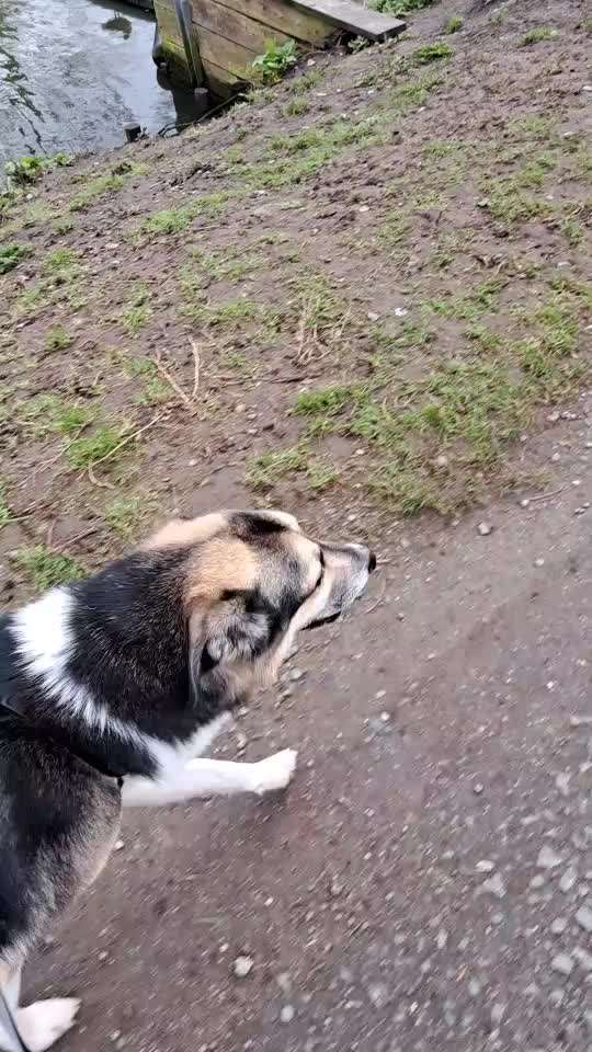 Impulskontrolle Challenge Nr . 6: ohne Befehle-Beitrag-Bild