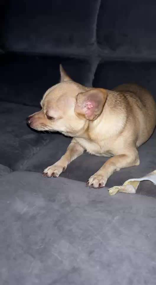 Hund muss ständig schlucken-Beitrag-Bild