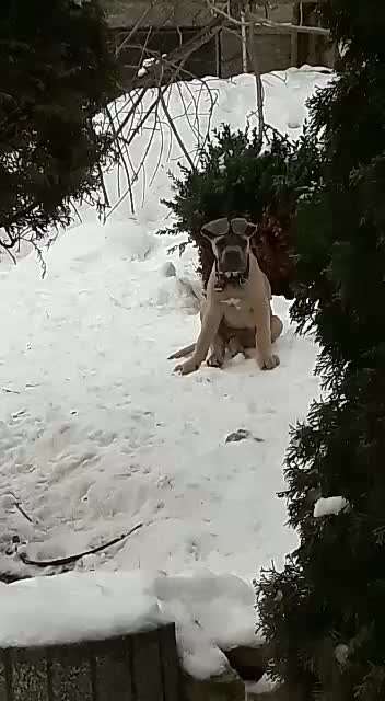 Welpenfotos-Beitrag-Bild