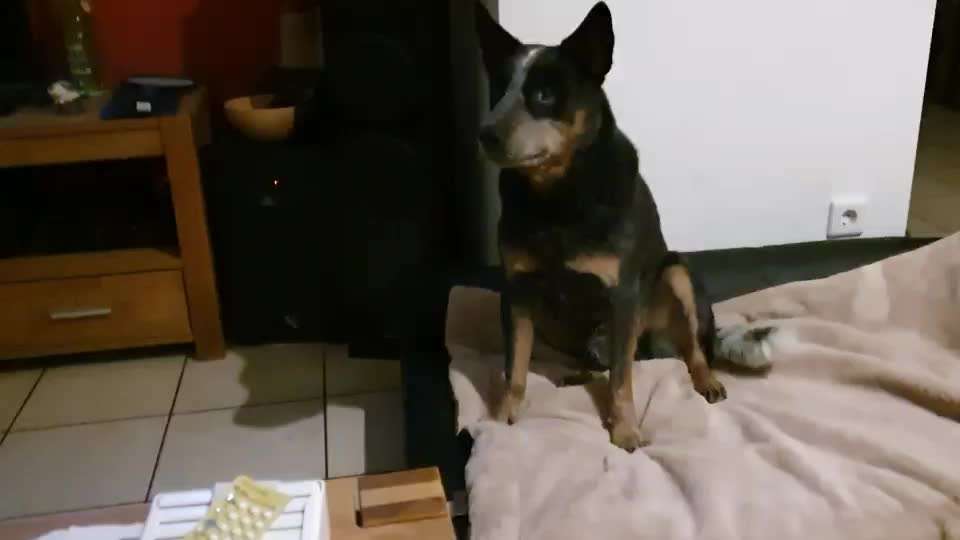 Australian Cattle Dog-Beitrag-Bild