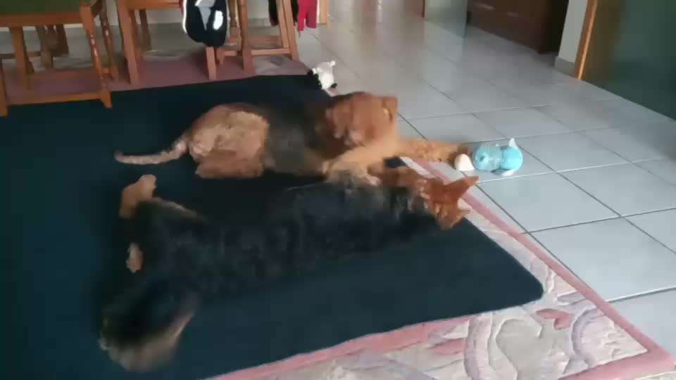 Airedale Terrier-Beitrag-Bild