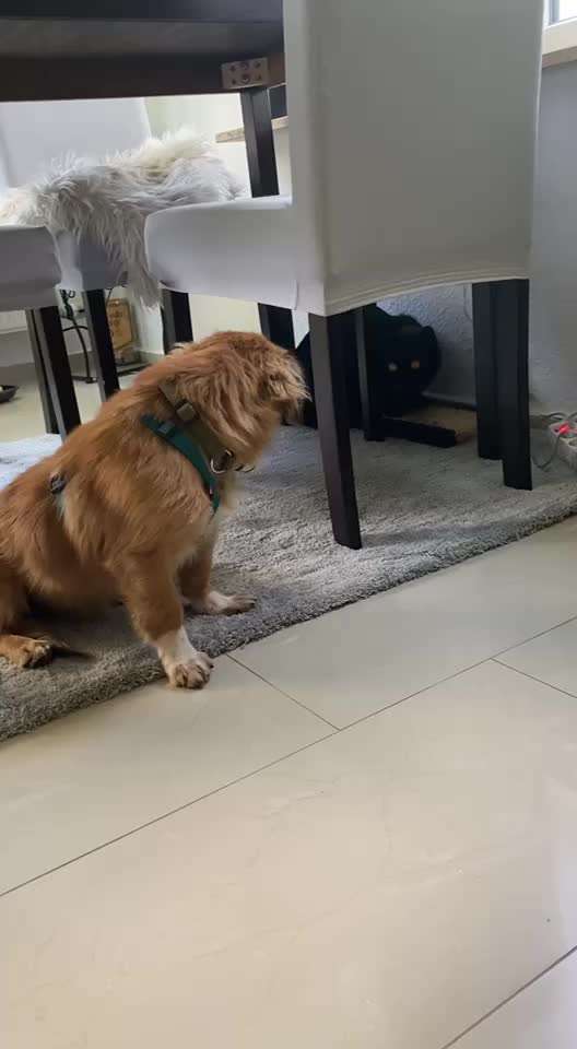 Wie kamst du zu deinem Hund?-Beitrag-Bild