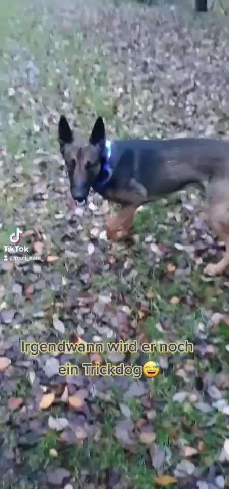 Trickdogging-Beitrag-Bild