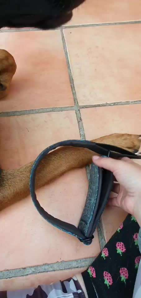 Halsband für Hunde mit schmalen Kopf-Beitrag-Bild