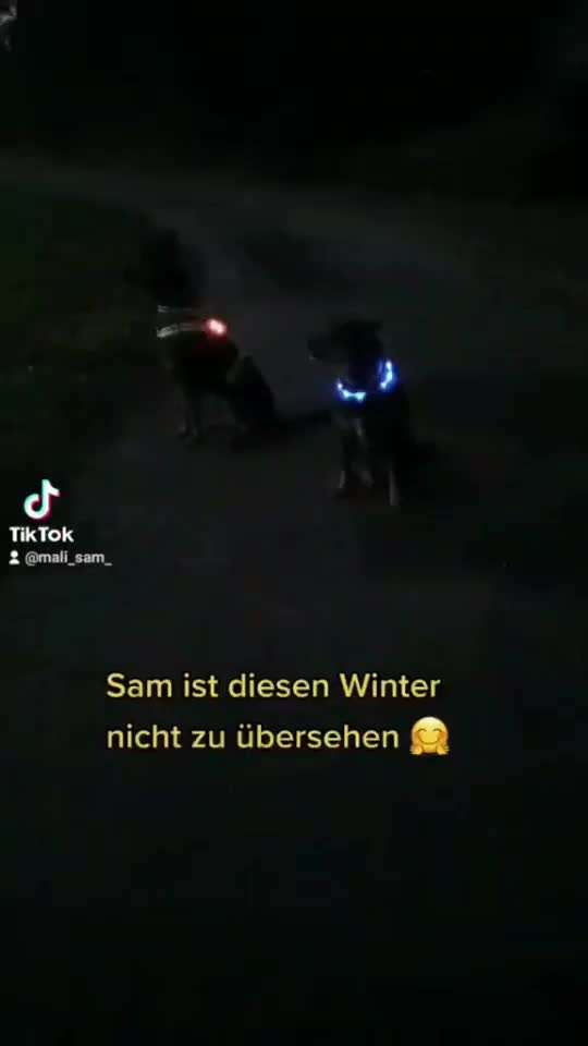 Beleuchtung am Hund-Beitrag-Bild