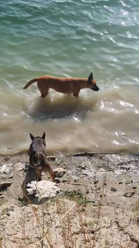 Dogorama Video Challenge: Lustige Wasser Videos-Beitrag-Bild