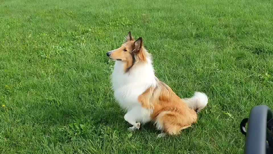 Langhaar Collies-Beitrag-Bild