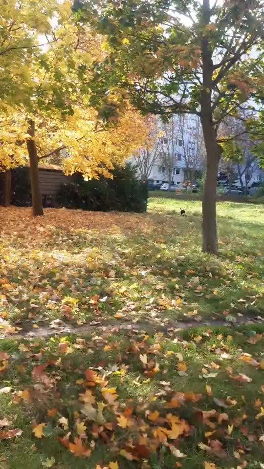 Video Challenge Nr.6
Auf den Spuren der Freiheit🐾🐾-Beitrag-Bild