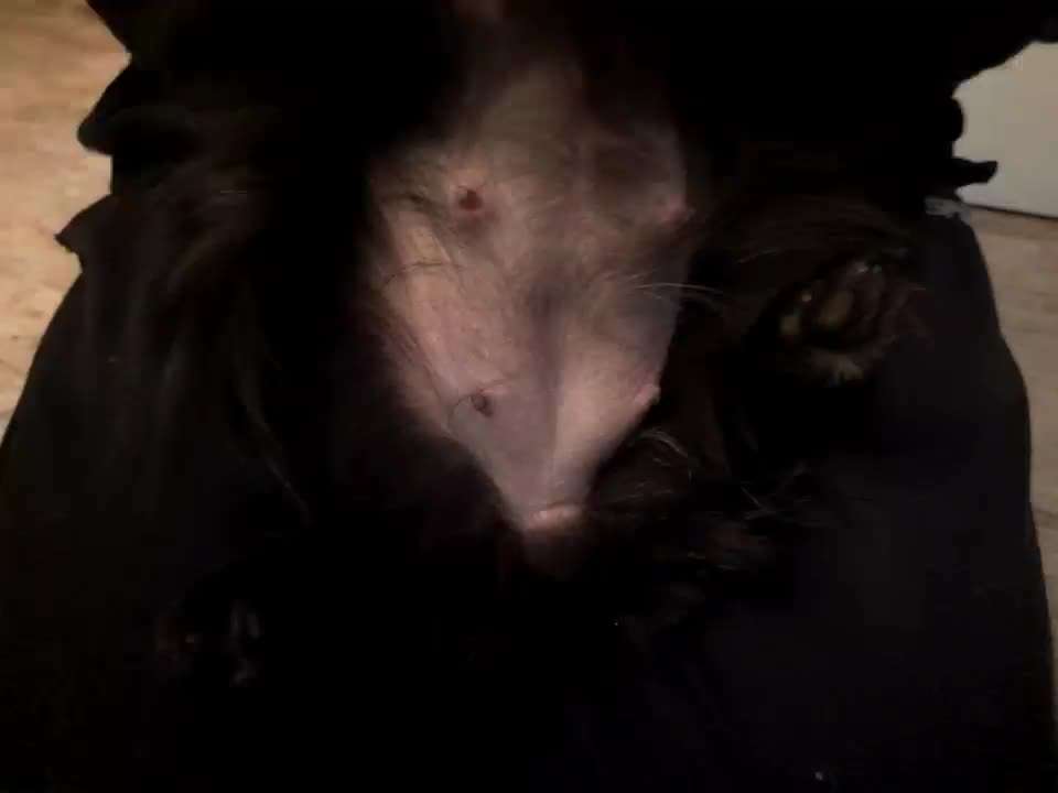 Ist das normal bei tragender Hündin?-Beitrag-Bild