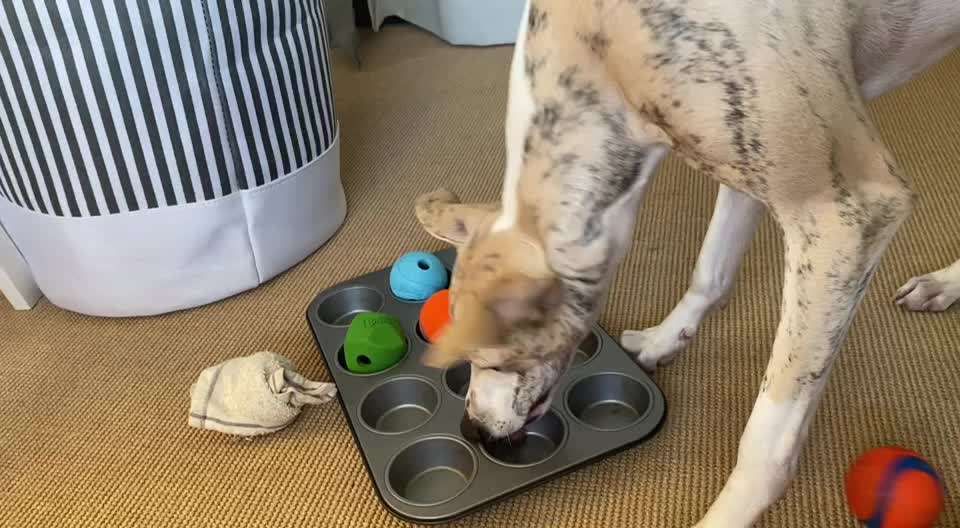 Windhunde - Treffen der besonderen Schönheiten
HERZLICH WILLKOMMEN-Beitrag-Bild