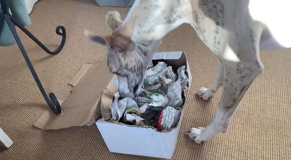 Windhunde - Treffen der besonderen Schönheiten
HERZLICH WILLKOMMEN-Beitrag-Bild