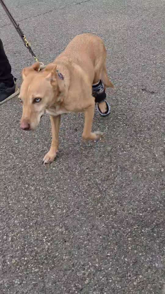 Erosive Polyarthritis ausgelöst durch Leishmaniose-Beitrag-Bild