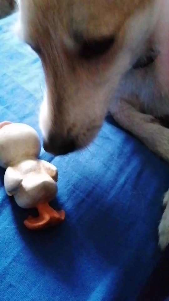 TierschutzhundeStammtisch🐕-Beitrag-Bild