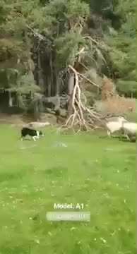 Hundepfeifen für Schäfer-/Hütehunde-Beitrag-Bild