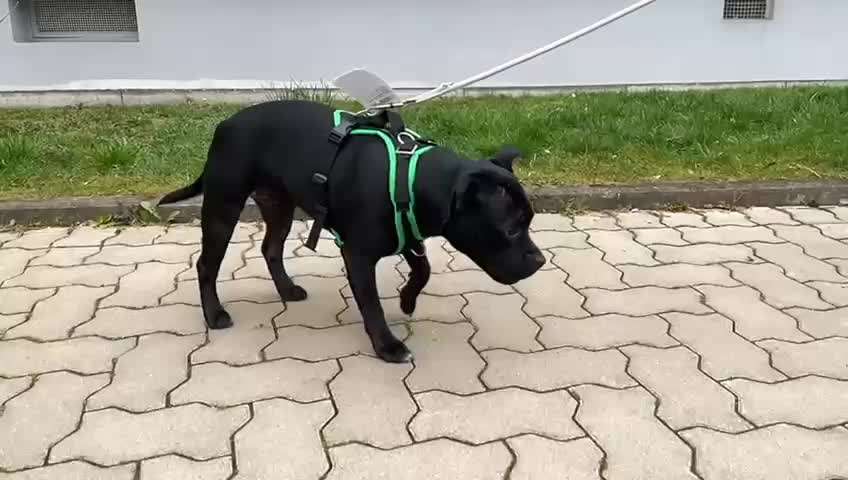 Der Gewichts-Thread-Beitrag-Bild