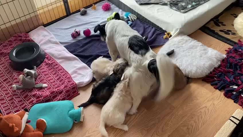 Welche Rasse?-Beitrag-Bild