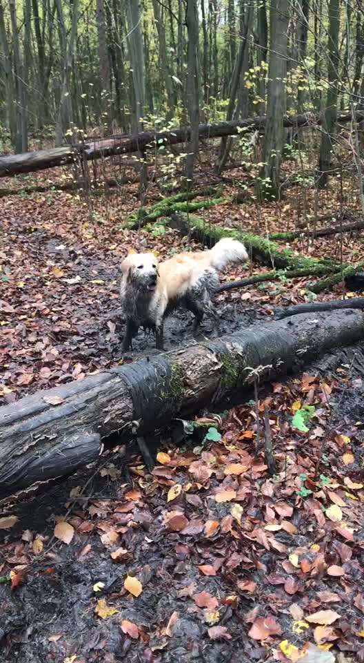 Zeigt mir eure schlamm nasen-Beitrag-Bild