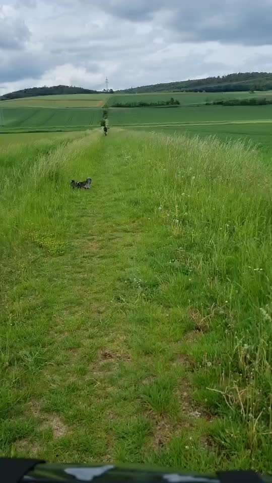Radfahren mit Hund-Beitrag-Bild