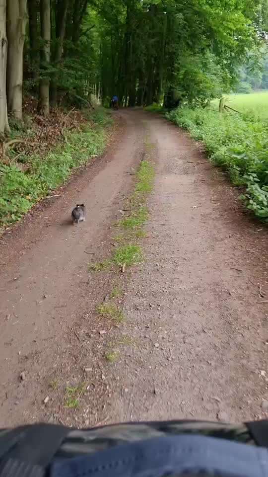 Radfahren mit Hund-Beitrag-Bild